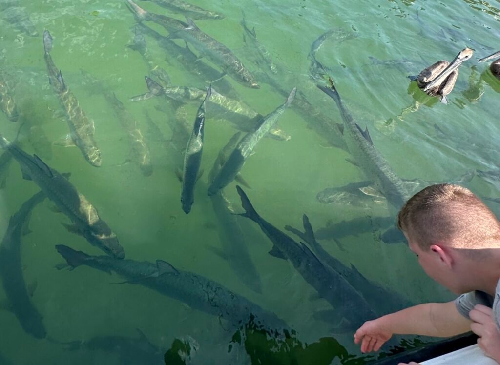 Feeding the Tarpon in Marathon, Florida